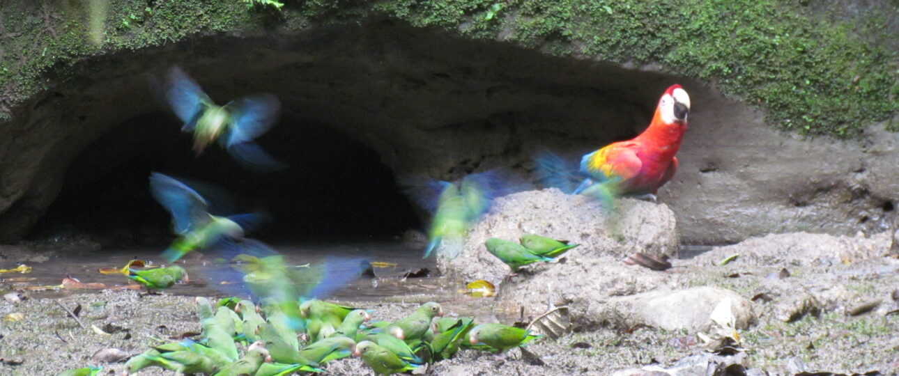 Yasuni