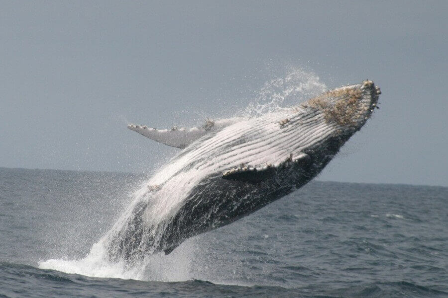 ballena-costa-ecuador
