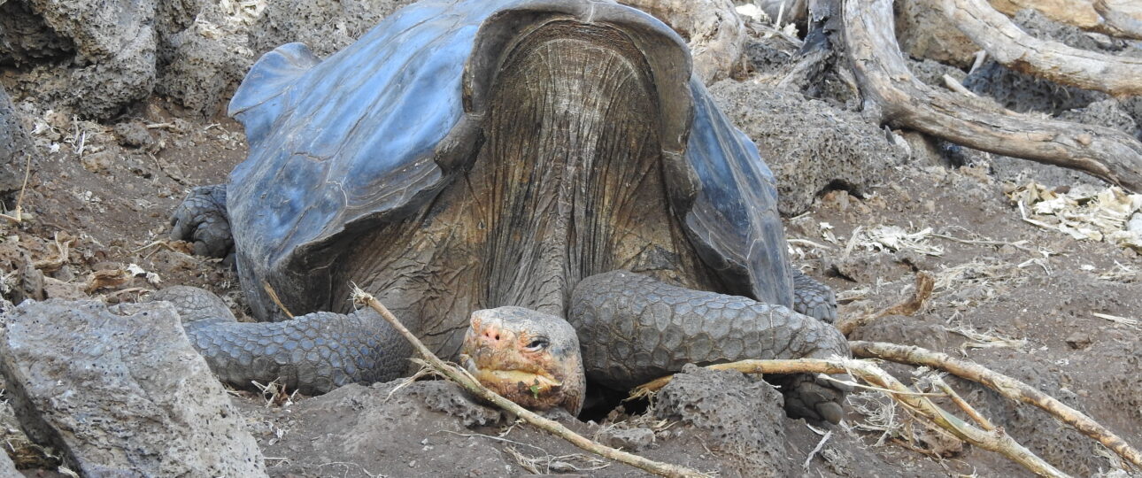 Galapagos